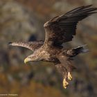 Seeadler 2