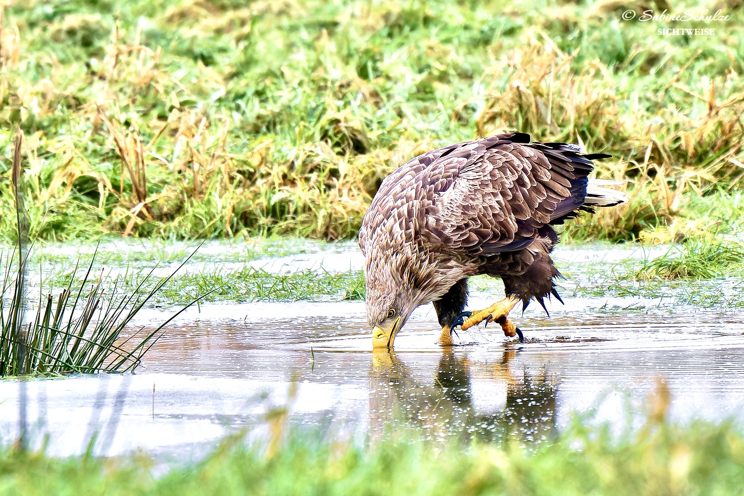 Seeadler (2)