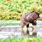 Seeadler (2)