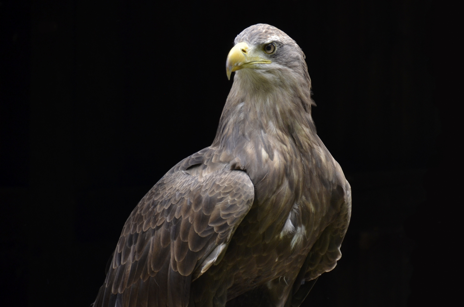 Seeadler #2