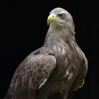 Seeadler #2