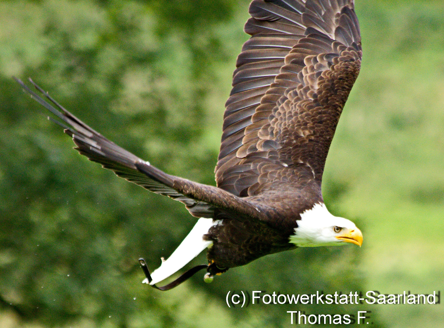 Seeadler #2