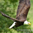 Seeadler #2