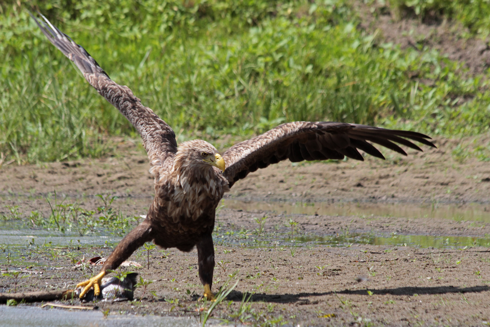 Seeadler 2