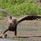 Seeadler 2