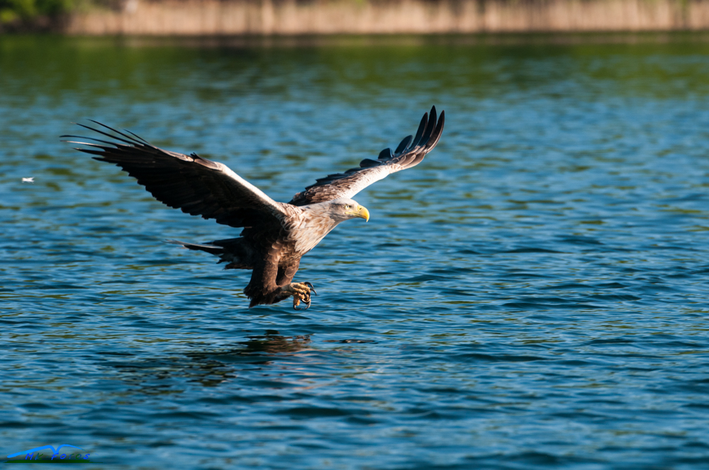 Seeadler 2