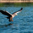 Seeadler 2