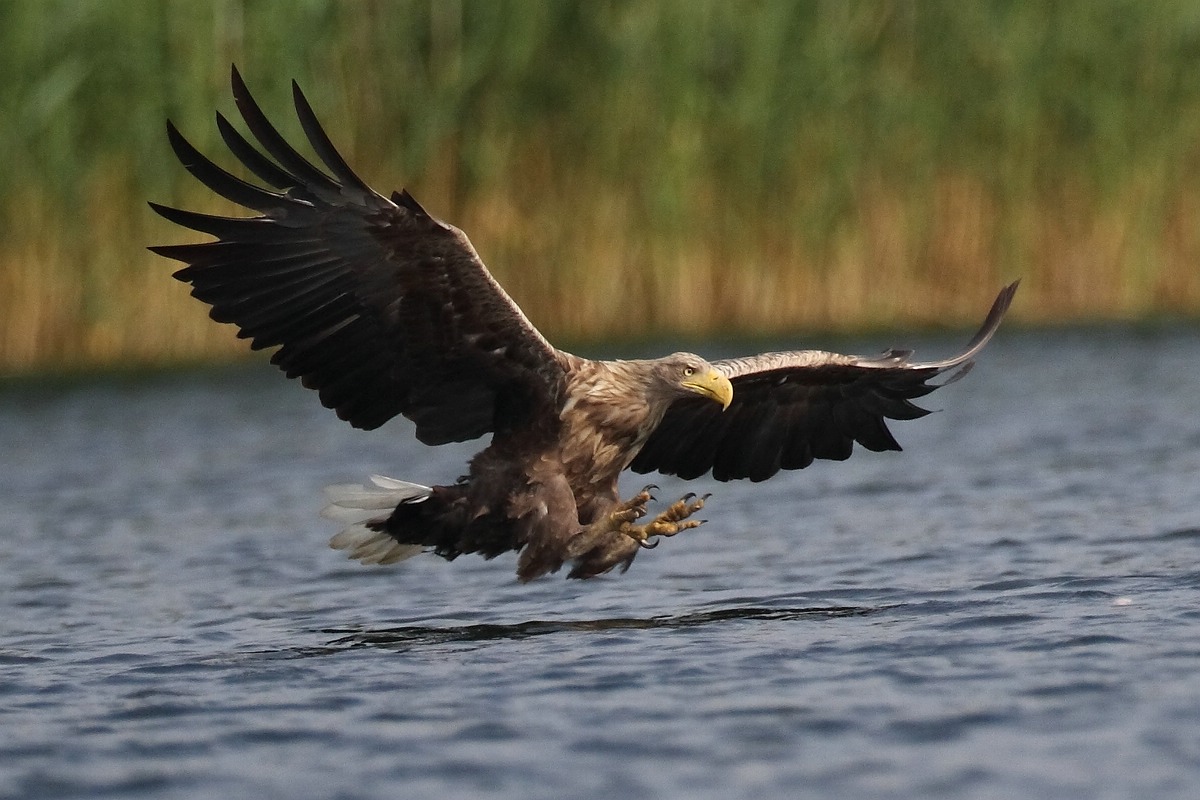 Seeadler 2.