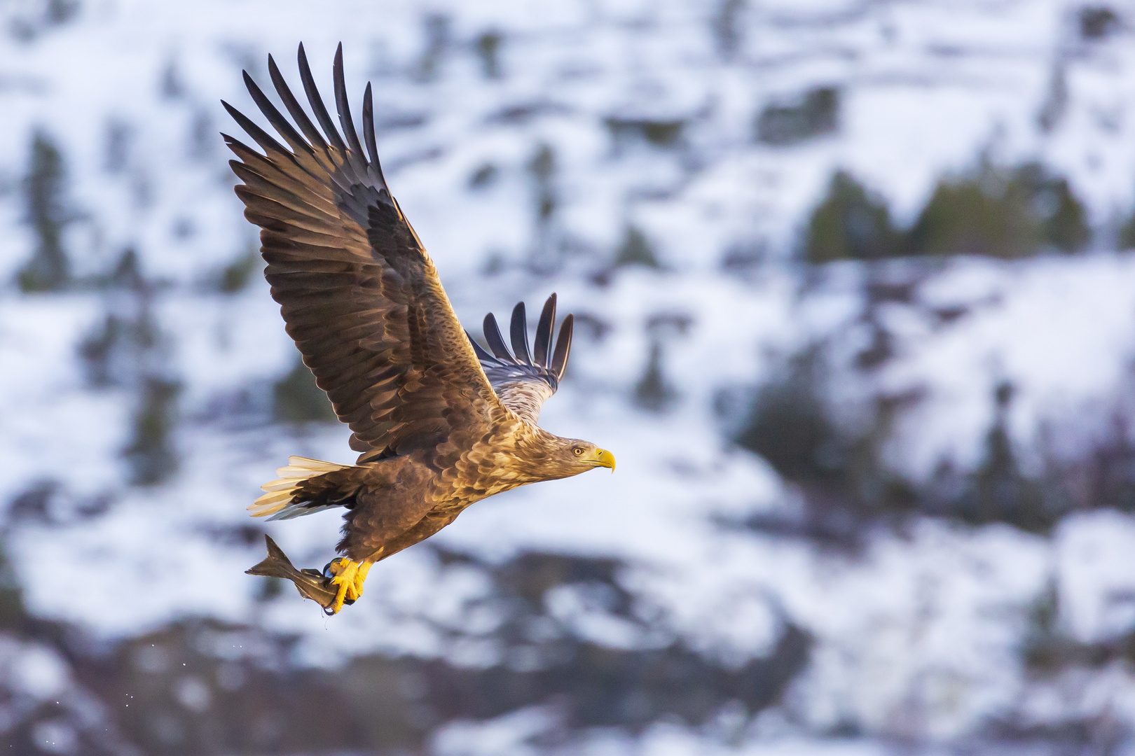 Seeadler 2