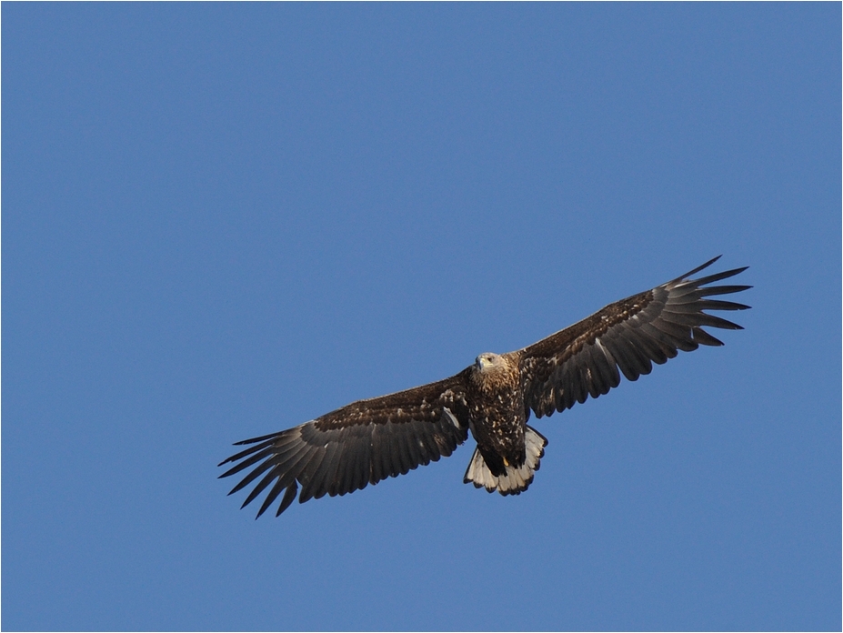 Seeadler 2