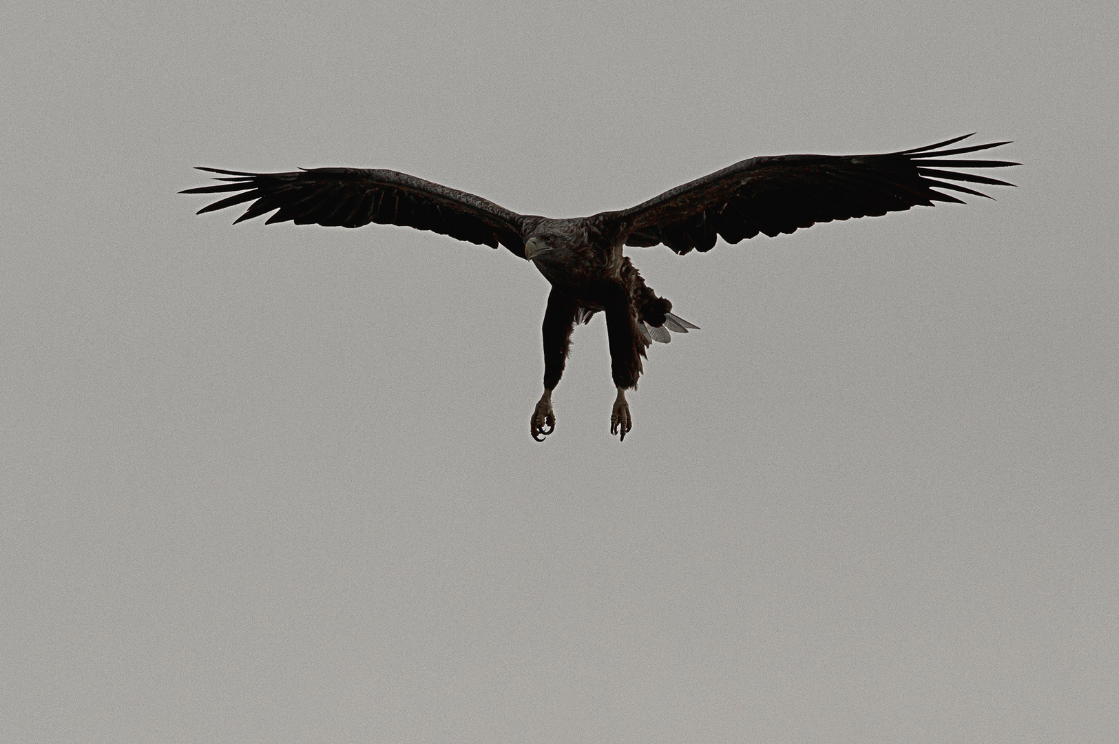 Seeadler 2