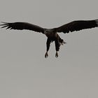 Seeadler 2