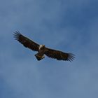 Seeadler 2