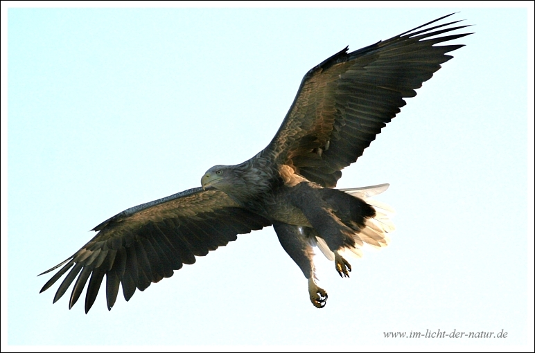 Seeadler 2