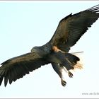 Seeadler 2