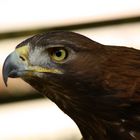 Seeadler 2