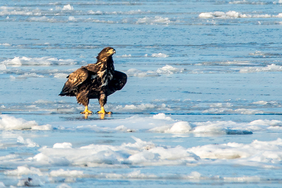 Seeadler 2