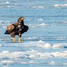 Seeadler 2