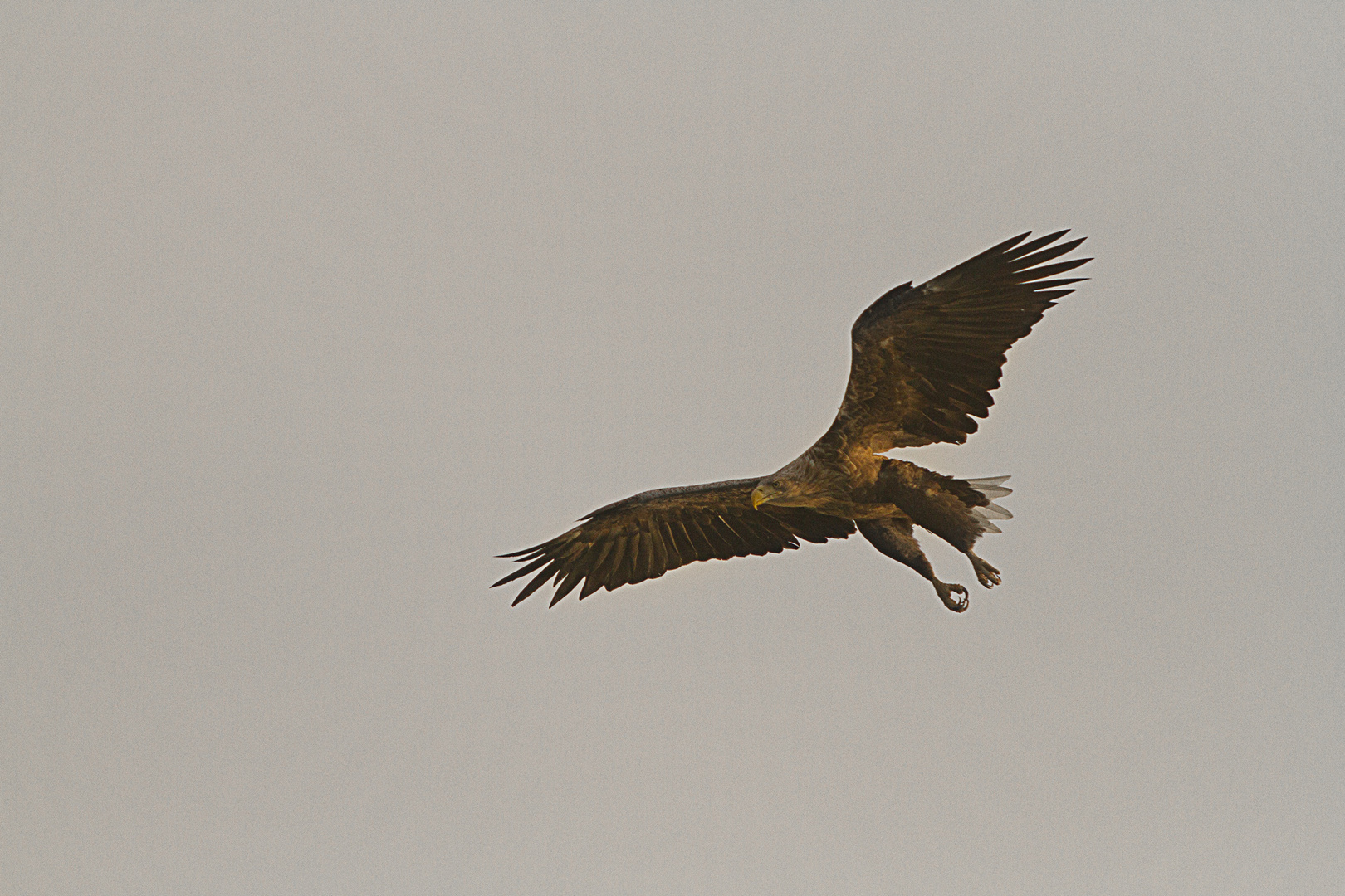 Seeadler 2