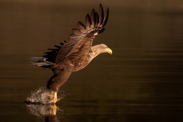 Seeadler 2