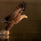 Seeadler 2