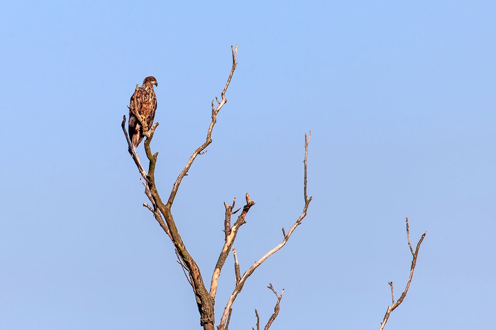 Seeadler 2