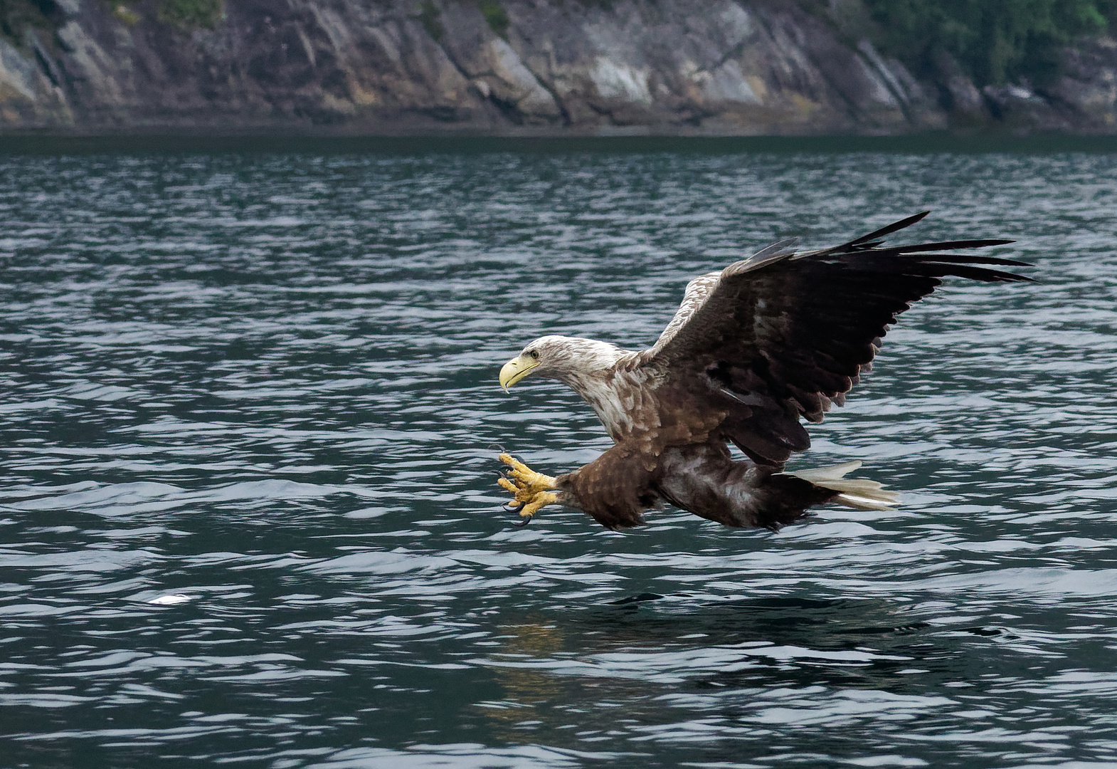 Seeadler 2