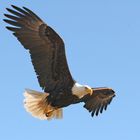 Seeadler 2