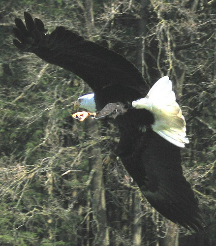 Seeadler 2