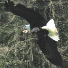 Seeadler 2