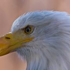 SEEADLER 2