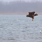 Seeadler 2