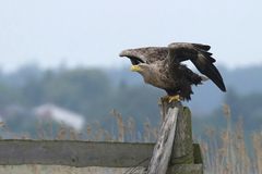 Seeadler 2 