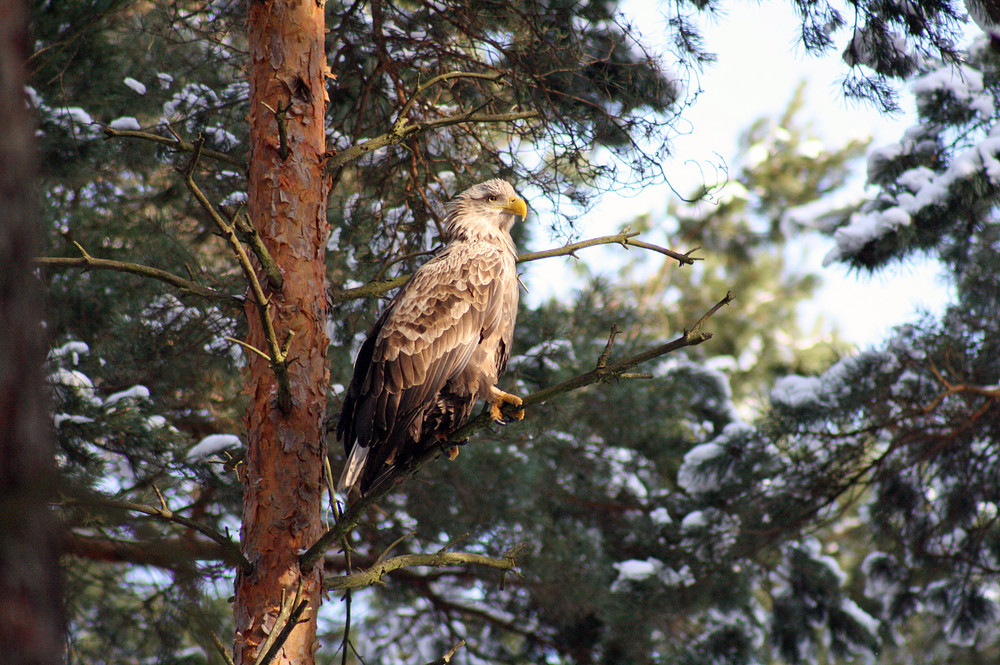 seeadler 2