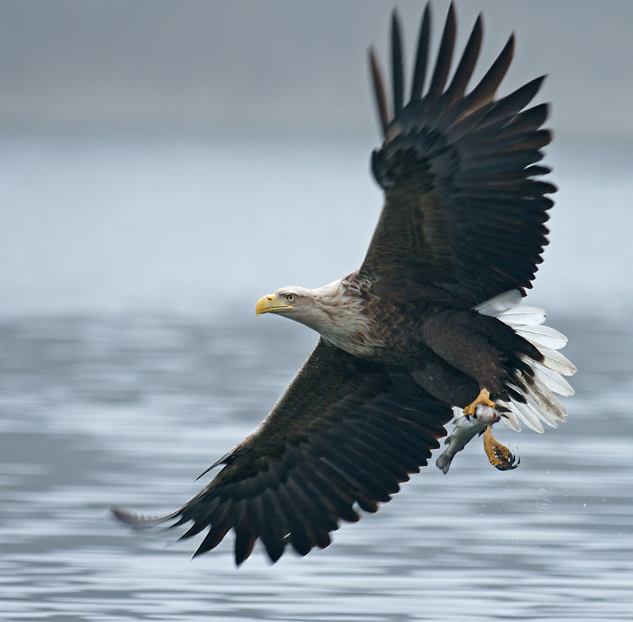 Seeadler 2