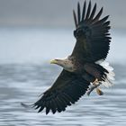 Seeadler 2