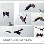 Seeadler 2