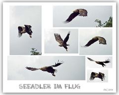 Seeadler 2