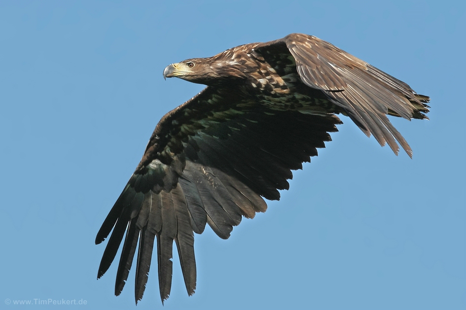 Seeadler 2007