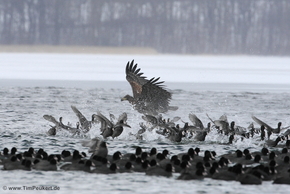 Seeadler 2013 / II