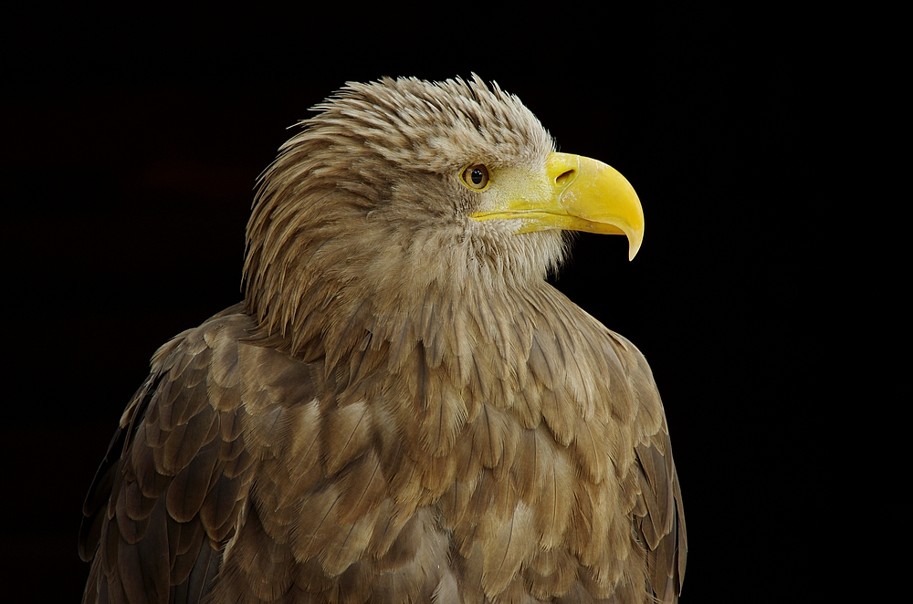 Seeadler 20.6.14