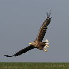 Seeadler