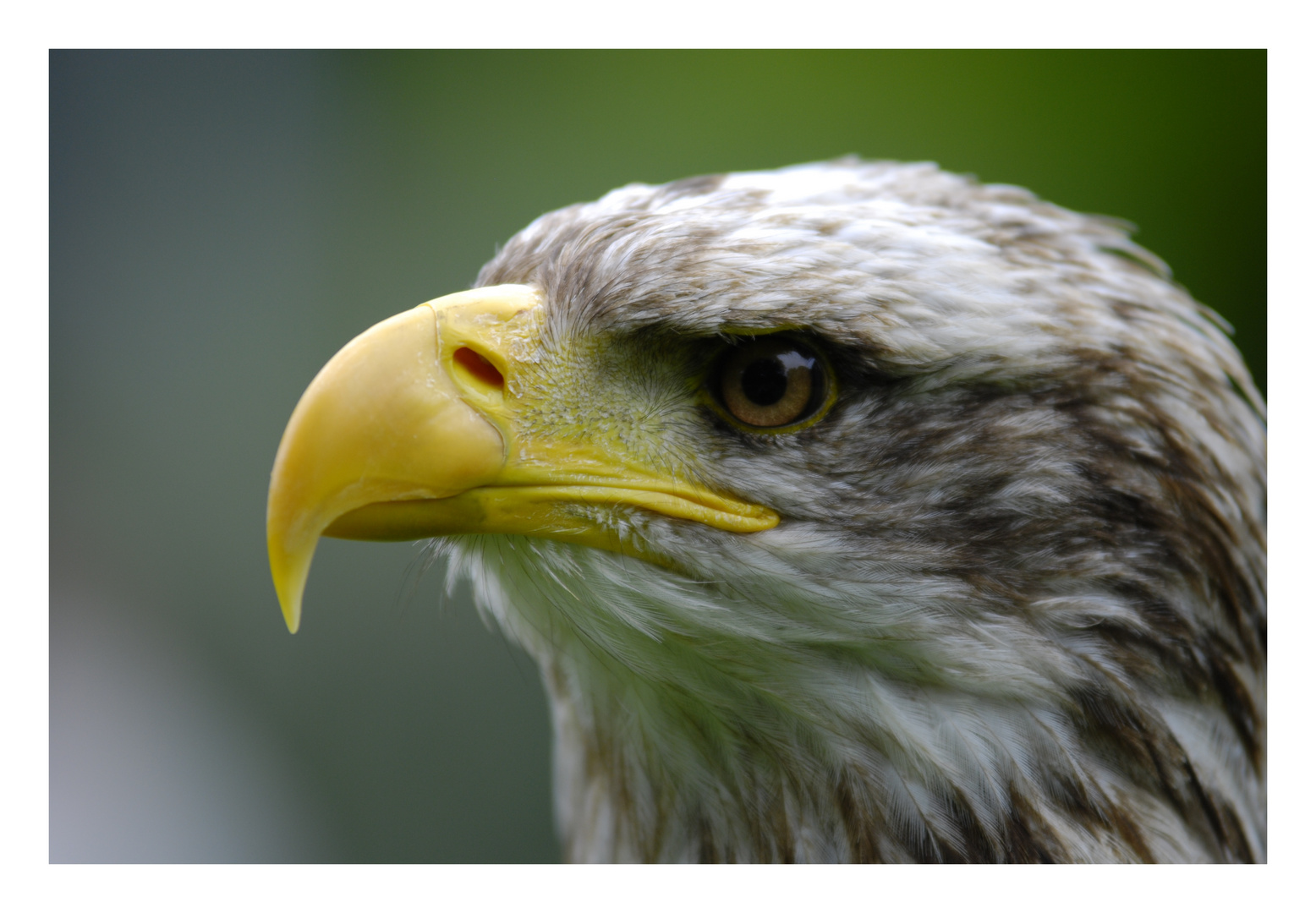 Seeadler