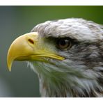 Seeadler