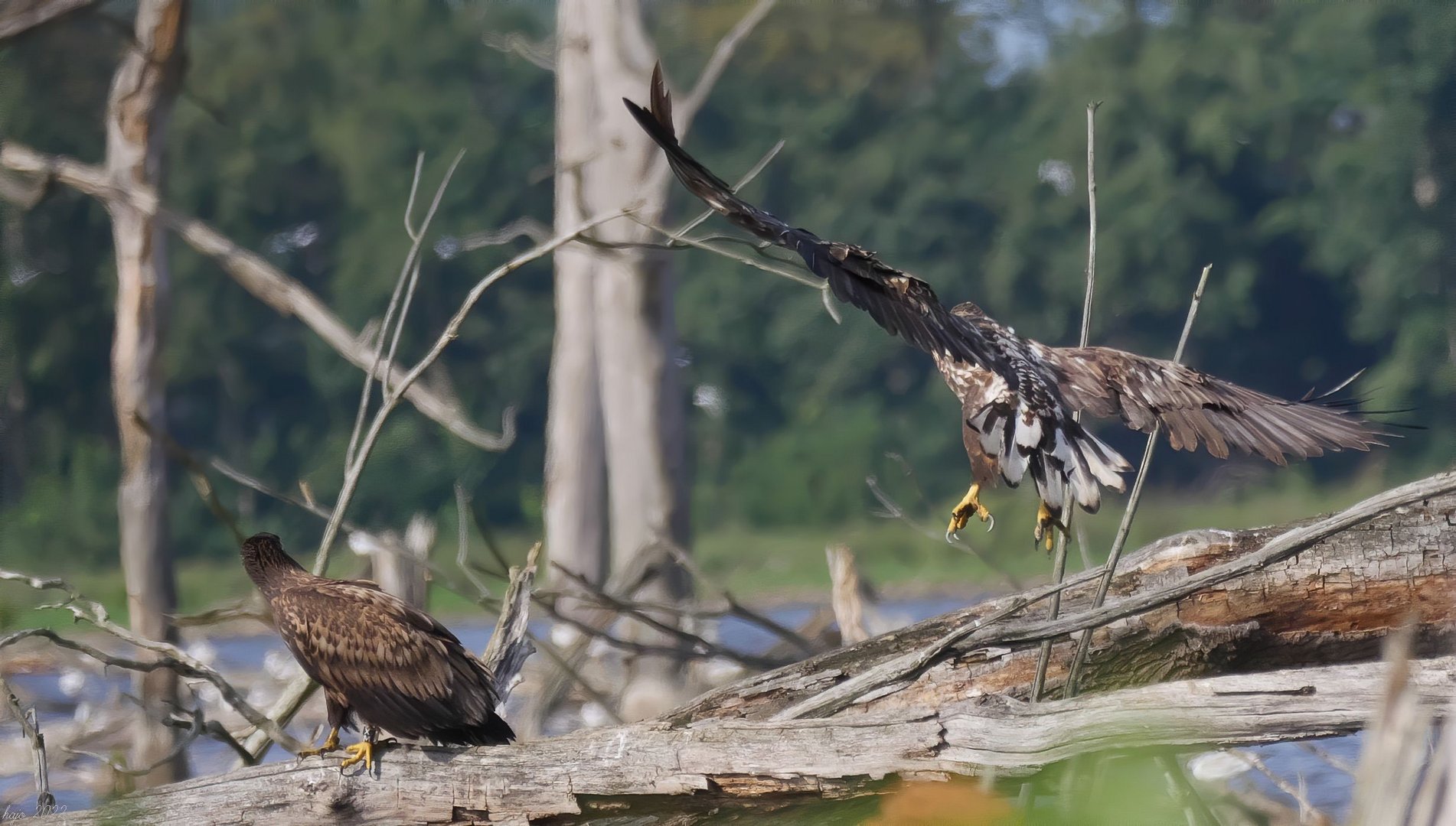 * Seeadler *