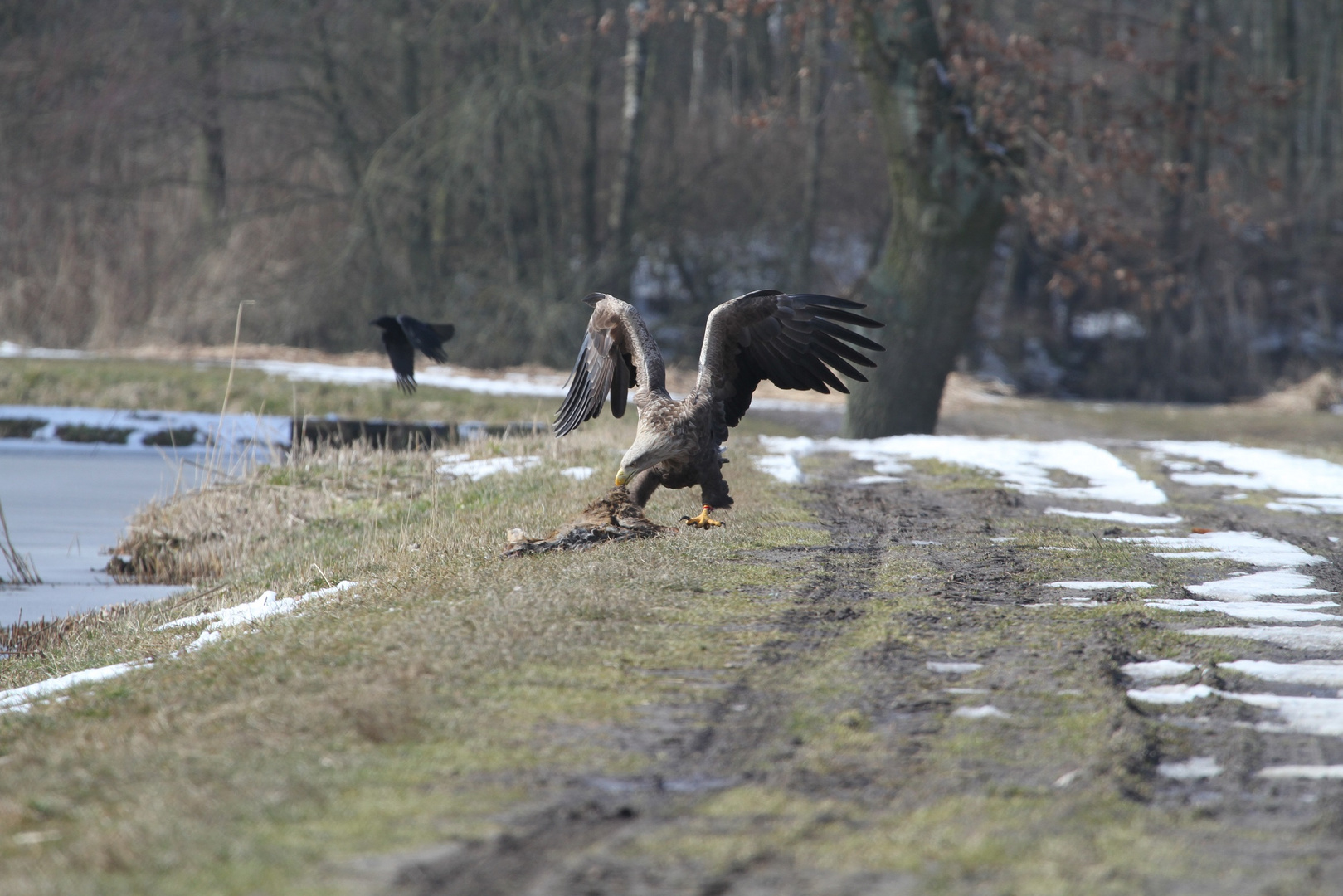 Seeadler