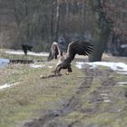 Seeadler