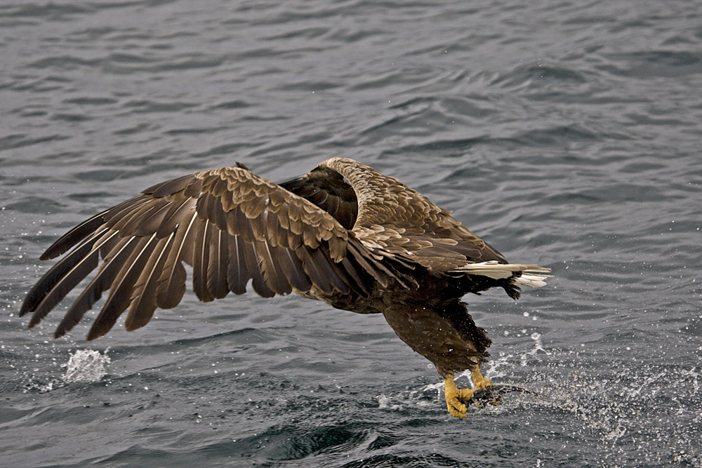 Seeadler 2/2