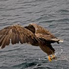 Seeadler 2/2