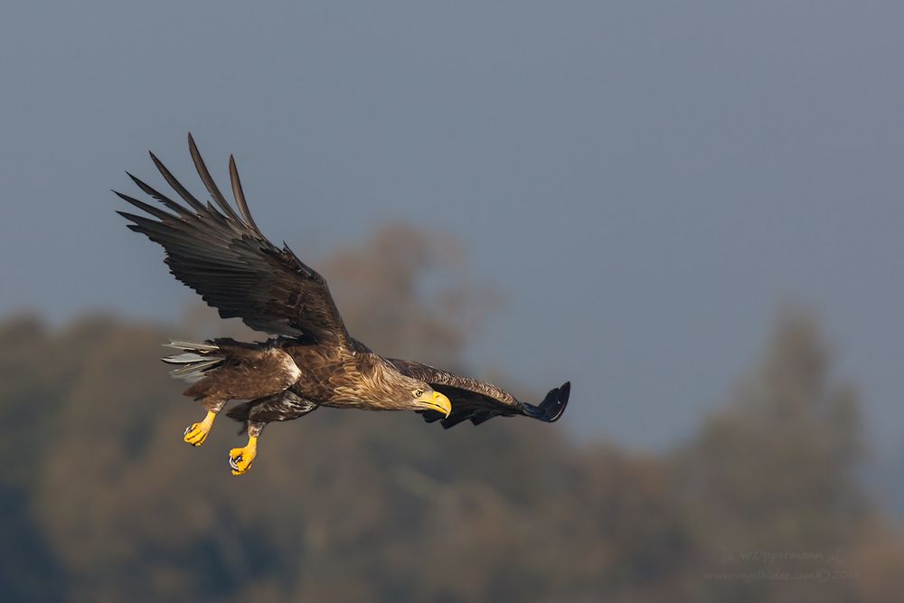 Seeadler